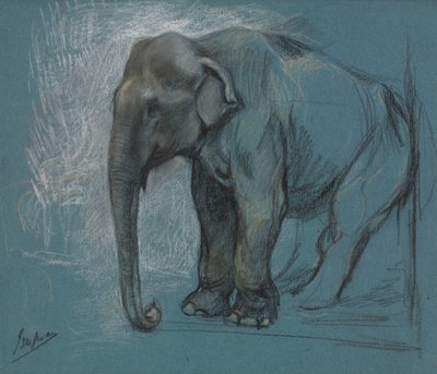 دراسة فيل بواسطة John Macallan Swan