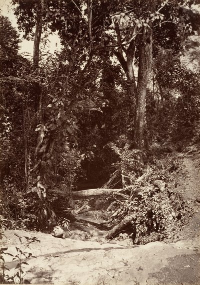مشهد استوائي ، The Brook El Bano ، Chipigana ، 1871. بواسطة جون موران