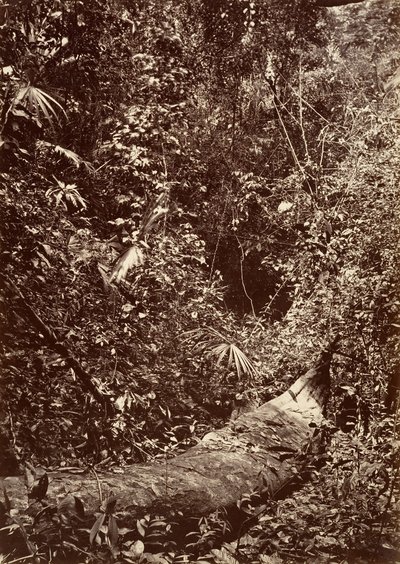 مشهد استوائي ، الغابة الاستوائية ، 1871. بواسطة جون موران
