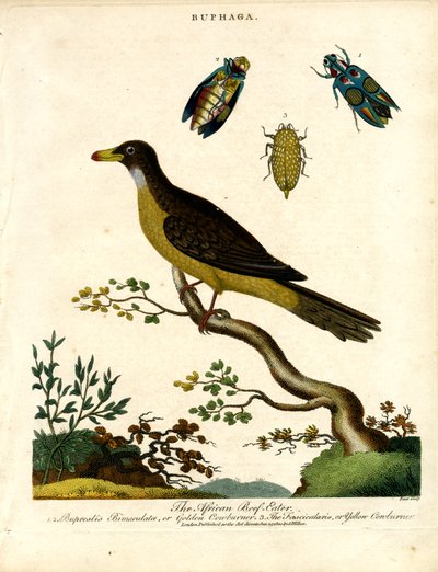 خنافس الأوكسيبيكر الأفريقية (بوباجا) وخنافس الجواهر بواسطة جون باس