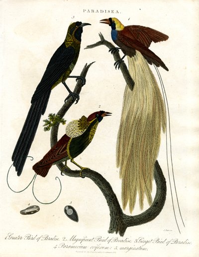 طيور الجنة (باراديسيا) بواسطة جون باس