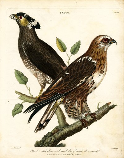 الصقر الصقور الصقر المتوج والصقر المتوج والصقر القفاز بواسطة جون باس