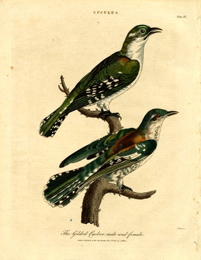 طائر الوقواق المذهب ذكر وأنثى بواسطة جون باس