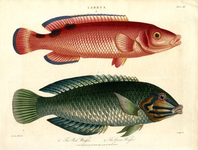 اللابروس الوراس الأحمر والراس الأخضر بواسطة جون باس