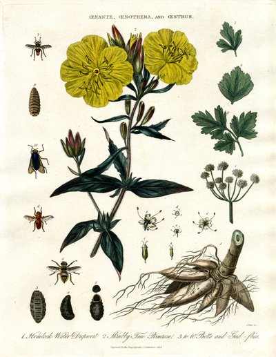 Oenanthe؛ Oenothera وOenothera وOestrus - زهرة الربيع المسائية وزهرة الربيع المسائية والذباب النباتي بواسطة جون باس