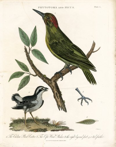 الورم النباتي ونقار الخشب مع التفاصيل التشريحية بواسطة جون باس