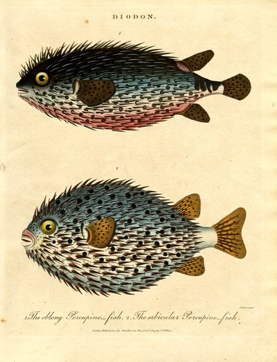 سمك النيص (ديودون) بواسطة جون باس