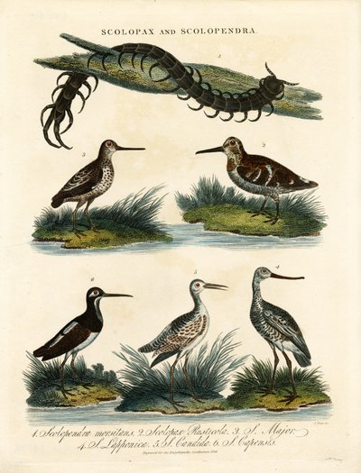 سنايبس (سكولوباكس) وسنتبيد (سكولوبندرا) بواسطة جون باس