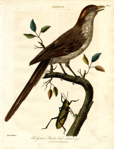 الطائر الجزار الأكبر؛ الحجم الطبيعي بواسطة جون باس