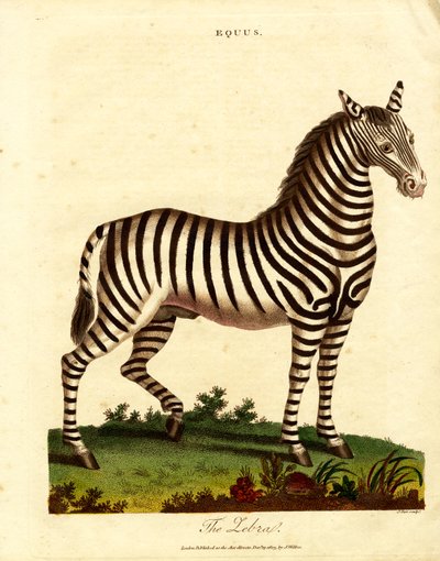 الحمار الوحشي (Equus) بواسطة جون باس