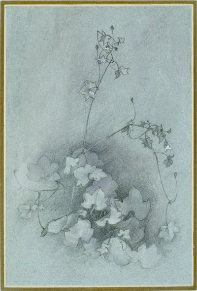 Ivy-Leaved Toadflax 'Oxford Ivy' ، 1852 بواسطة جون روسكين