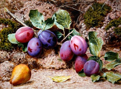 Still Life with Plums and a Pear on a Mossy Bank ، حوالي عام 1855 (ألوان مائية ولون جسم على ورق) بواسطة جون شيرين