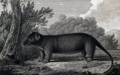 الأبوسوم ، نقش بعد الرسم بواسطة جون ويبر (1750-1793) أثناء الرحلة الثالثة لجيمس كوك بواسطة John Webber