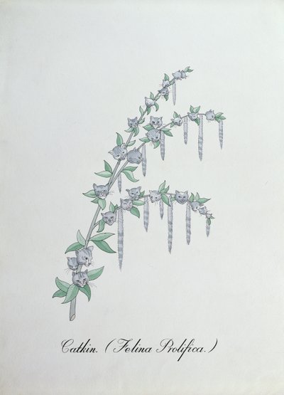 Catkin (Felina Prolifica.) ، رسم توضيحي من "The Bogus Book of Botany" لجون وير بواسطة جون وير