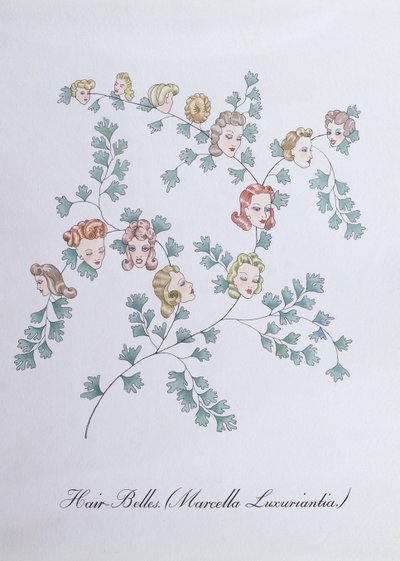 Hair-Belles (Marcella Luxuriantia) ، رسم توضيحي من "The Bogus Book of Botany" لجون وير بواسطة جون وير