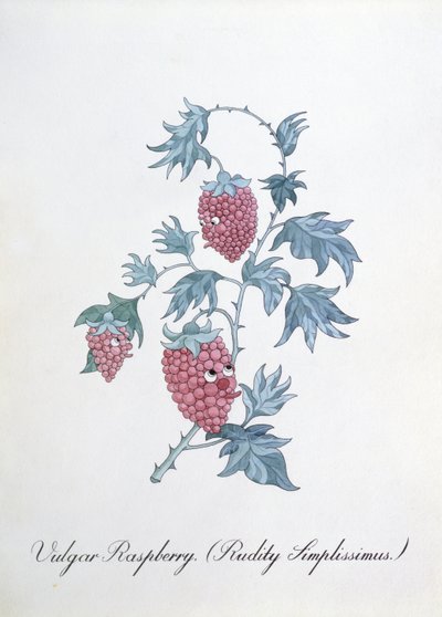 Vulgar Raspberry (Rudity Simplissimus) ، رسم توضيحي من 