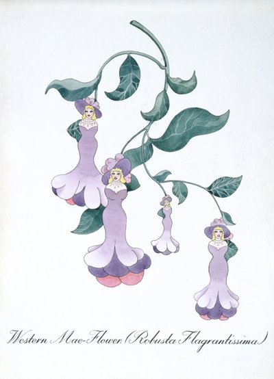 Western Mae-Flower (Robusta Flagrantissima) ، رسم توضيحي من 