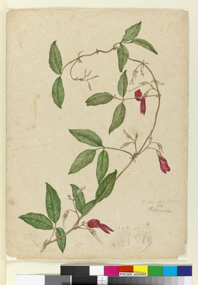 Kennedia rubicunda ، c.1803-06 (مرحاض ، قلم حبر ، قلم رصاص) بواسطة جون وليام لوين