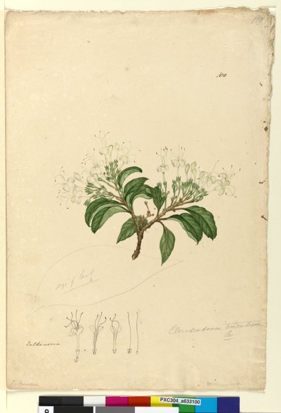 الصفحة 100. Clerodendrum tomentosum، c.1803-06 (مرحاض ، قلم حبر ، قلم رصاص) بواسطة جون وليام لوين