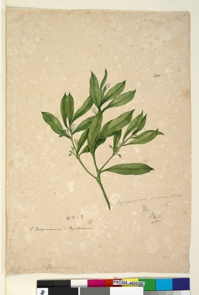 الصفحة 101. Myoporum acuminatum، c.1803-06 (مرحاض ، قلم حبر ، قلم رصاص) بواسطة جون وليام لوين