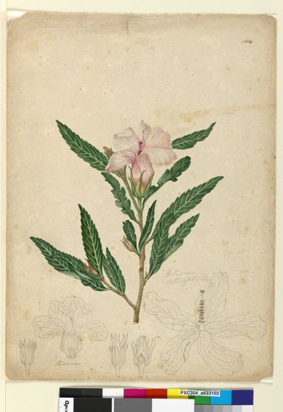 الصفحة 104. الكركديه heterophyllus ، ج 1803-06 (مرحاض ، قلم حبر وقلم رصاص) بواسطة جون وليام لوين