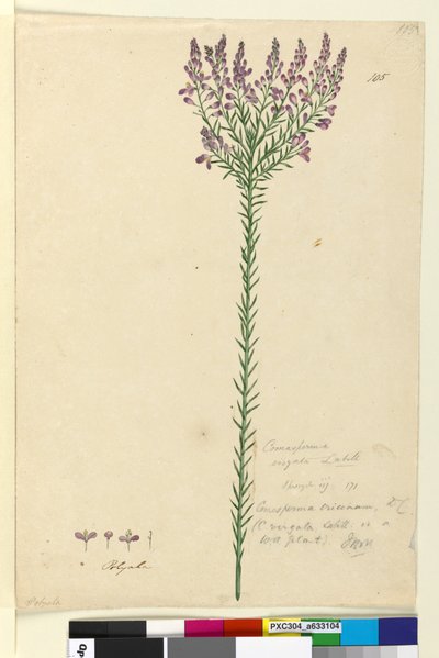الصفحة 105. Comesperma ericinum، c.1803-06 (مرحاض ، قلم حبر ، قلم رصاص) بواسطة جون وليام لوين