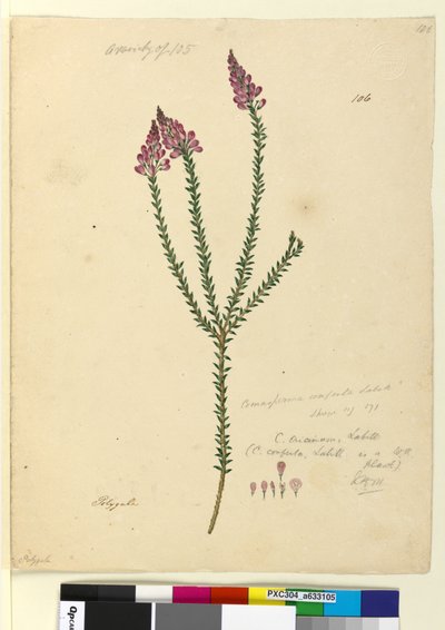 الصفحة 106. Comesperma ericinum، c.1803-06 (مرحاض ، قلم حبر ، قلم رصاص) بواسطة جون وليام لوين
