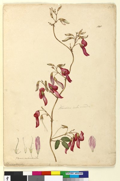 الصفحة 108. Kennedia rubicunda، c.1803-06 (مرحاض ، قلم حبر ، قلم رصاص) بواسطة جون وليام لوين