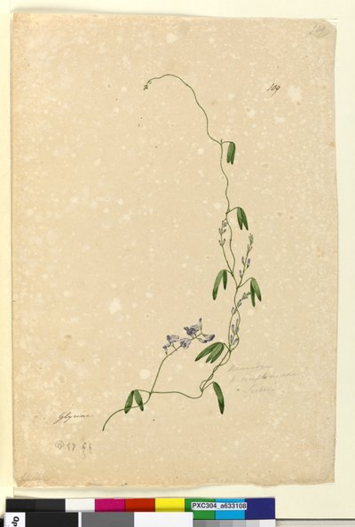 الصفحة 109. Kennedia comptonianaHardenbergia comptoniana ، c.1803-06 (مرحاض ، قلم حبر ، قلم رصاص) بواسطة جون وليام لوين
