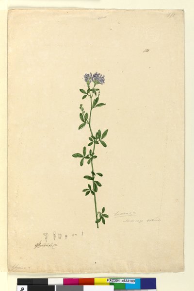 الصفحة 110. Medicago sativa، c.1803-06 (مرحاض ، قلم حبر ، قلم رصاص) بواسطة جون وليام لوين