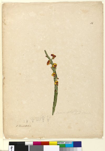 الصفحة 114. Bossiaea scolopendria، c.1803-06 (مرحاض ، قلم حبر ، قلم رصاص) بواسطة جون وليام لوين