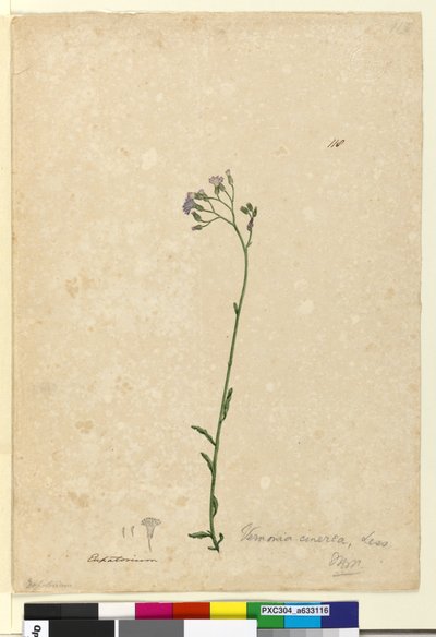 الصفحة 118. Vernonia cinerea، c.1803-06 (مرحاض ، قلم حبر ، قلم رصاص) بواسطة جون وليام لوين