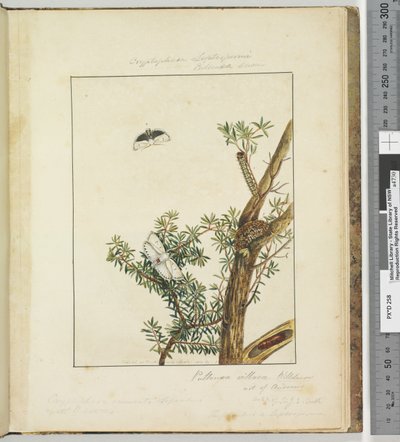 الصفحة 11. اللوحة 3 Cryptophasa Septosfermi Pultenae Lewin، 1803-04 (مطبوعات النقش الملونة) بواسطة جون وليام لوين