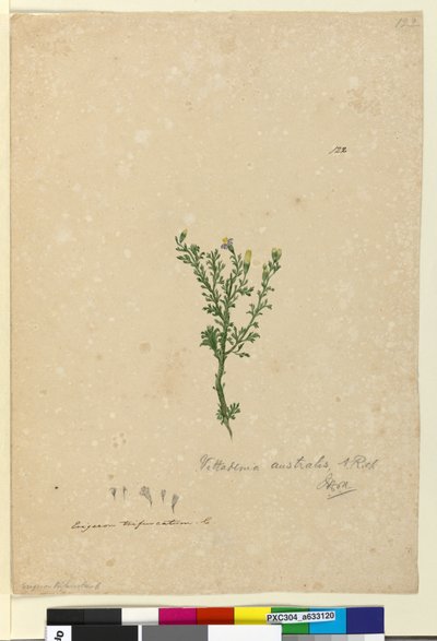 الصفحة 122. Vittadinia australis، c.1803-06 (مرحاض ، قلم حبر ، قلم رصاص) بواسطة جون وليام لوين