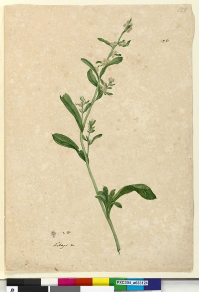 الصفحة 126. Filago، c.1803-06 (مرحاض ، قلم حبر ، قلم رصاص) بواسطة جون وليام لوين