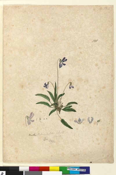 الصفحة 128. Viola betonicifolia، c.1803-06 (مرحاض ، قلم حبر ، قلم رصاص) بواسطة جون وليام لوين