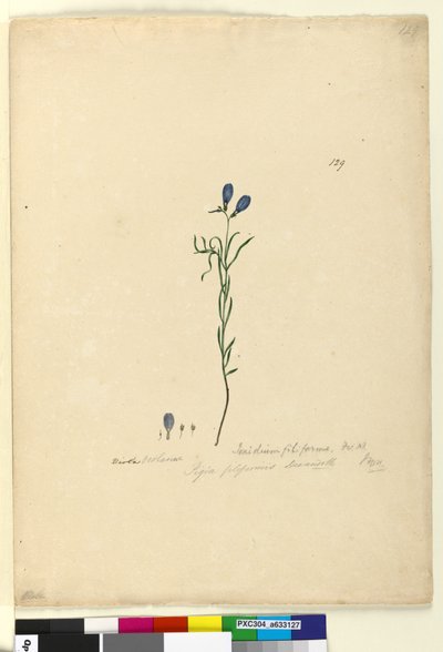 الصفحة 129. Ionidium filiforme، c.1803-06 (مرحاض ، قلم حبر ، قلم رصاص) بواسطة جون وليام لوين