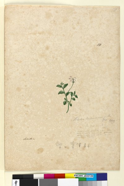 الصفحة 131. Lobelia purpurascens، c.1803-06 (مرحاض ، قلم حبر ، قلم رصاص) بواسطة جون وليام لوين