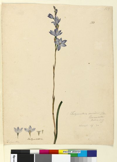الصفحة 133. Thelymitra ixioides، c.1803-06 (مرحاض ، قلم حبر ، قلم رصاص) بواسطة جون وليام لوين