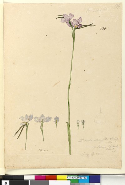 الصفحة 134. Diuris elongata، c.1803-06 (مرحاض ، قلم حبر ، قلم رصاص) بواسطة جون وليام لوين