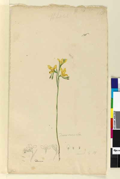 الصفحة 136. Diuris aurea، c.1803-06 (مرحاض ، قلم حبر ، قلم رصاص) بواسطة جون وليام لوين