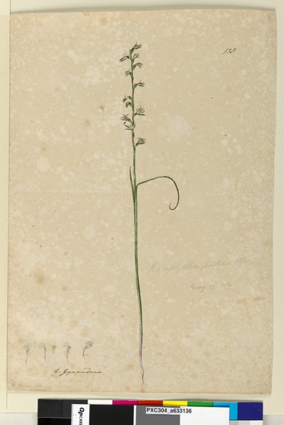 الصفحة 138. براسوفيلوم باتنس ، 1803-06 (مرحاض ، قلم حبر ، قلم رصاص) بواسطة جون وليام لوين