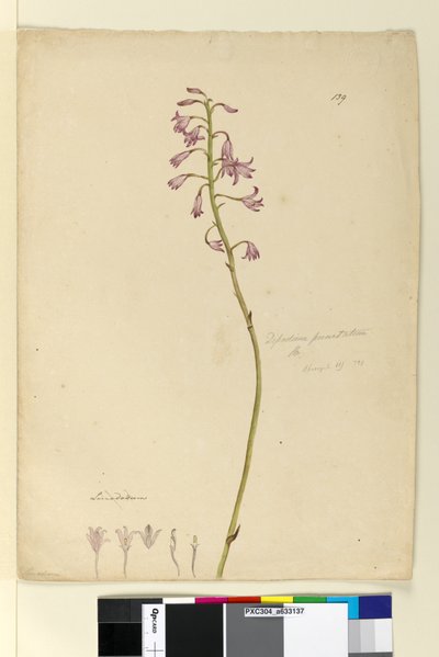 الصفحة 139. Dipodium punctatum، c.1803-06 (مرحاض ، قلم حبر ، قلم رصاص) بواسطة جون وليام لوين