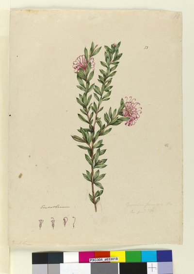 الصفحة 13. Grevillea punicea، c.1803-06 (مرحاض ، قلم حبر ، قلم رصاص) بواسطة جون وليام لوين