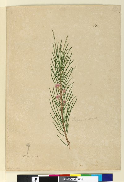 الصفحة 141. Casuarina صارمة Allocasuarina verticillata ، c.1803-06 (مرحاض ، قلم حبر ، قلم رصاص) بواسطة جون وليام لوين