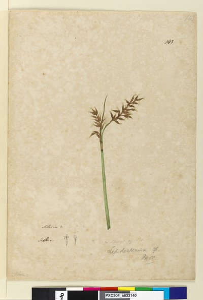 الصفحة 143. Lepidosperma، c.1803-06 (مرحاض ، قلم حبر ، قلم رصاص) بواسطة جون وليام لوين