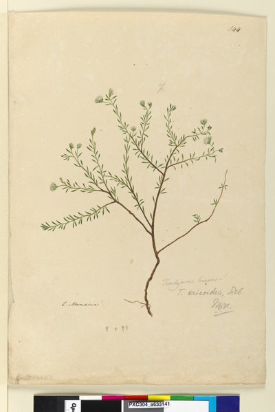 صفحة 144. تراشيمين لينيرز ، ج 1803-06 (مرحاض ، قلم حبر ، قلم رصاص) بواسطة جون وليام لوين
