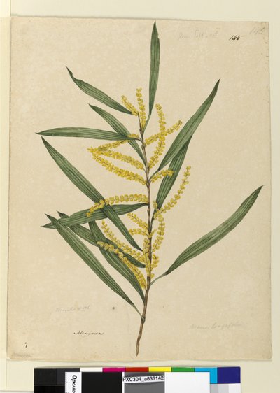 الصفحة 145. أكاسيا لونجيفوليا ، c.1803-06 (مرحاض ، قلم حبر ، قلم رصاص) بواسطة جون وليام لوين