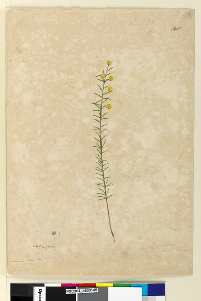 صفحة 148. أكاسيا أكيولارات ، حوالي 1803-06 (ألوان مائية وقلم وحبر وقلم رصاص) بواسطة جون وليام لوين