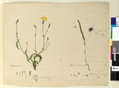 الصفحة 157. Hardenbergia monophyllaHardenbergia violacea؛ 158. Hypochaeris، c.1803-06 (مرحاض ، قلم حبر ، قلم رصاص) بواسطة جون وليام لوين